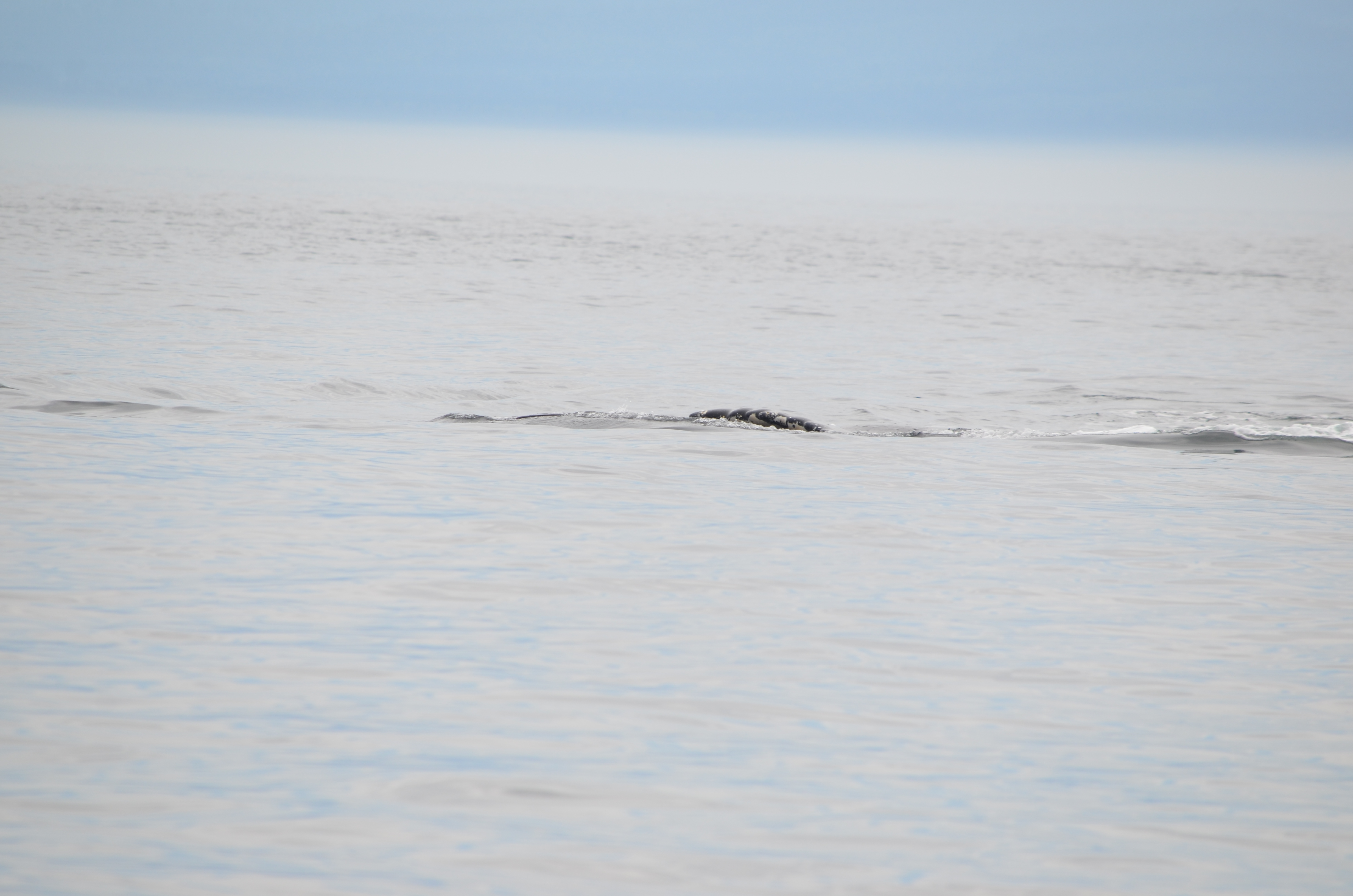 photos/wildlife/Mammal_Species/Humpback Whale/DSC_0163.JPG
